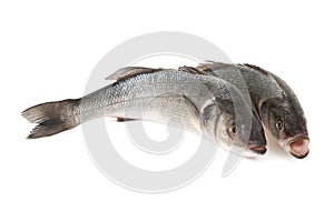 Sea bass