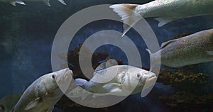 Sea Bass, dicentrarchus labrax, Group Swimming