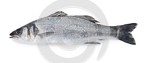 Sea bass fish