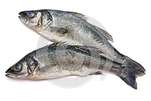 Sea bass fish