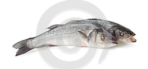 Sea bass fish