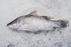 Sea bass fish on crushed ice