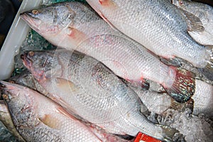 Sea bass fish on ice at Supermarket and department store,