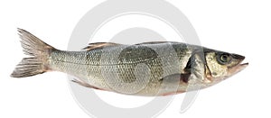 Sea bass fish isolated without shadow