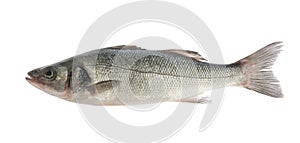 Sea bass fish isolated on white background