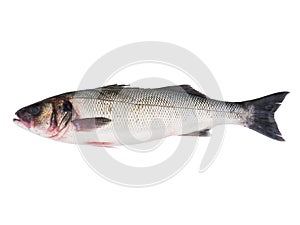 Sea bass fish isolated on white background