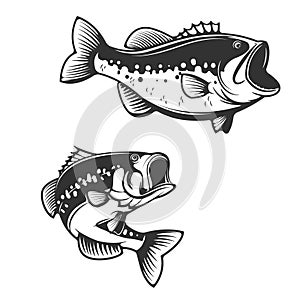 Sea bass fish silhouettes isolated on white background. Design e