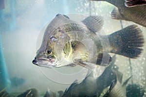 sea bass fish in water