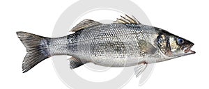 Sea bass, fresh seabass fish isolated on white background