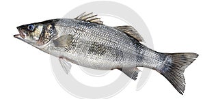 Sea bass, fresh seabass fish isolated on white background