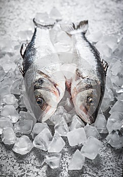 Sea bass on ice