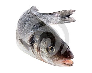 Sea bass