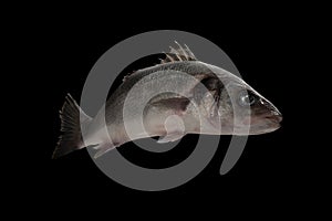 Sea bass live fish isolated on black