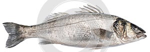 Sea bass, one raw fish isolated on white background. File contains clipping path