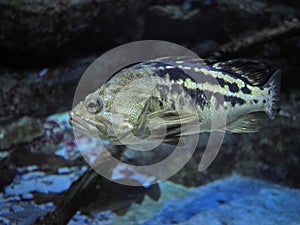 Sea bass in a saltwater aquarium,