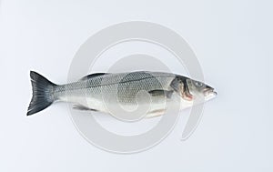 Sea bass on white background.