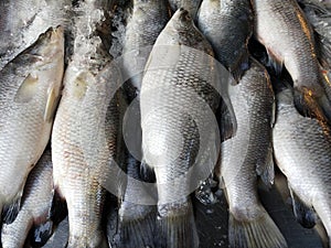 Sea bass, Lates calcarifer, is a species of sea bass that can be adapted to freshwater photo