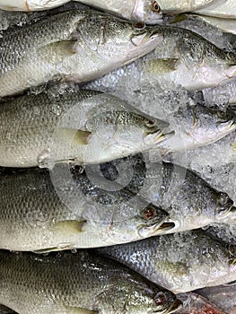 Sea basses are chilled on the ice for freshness in the market