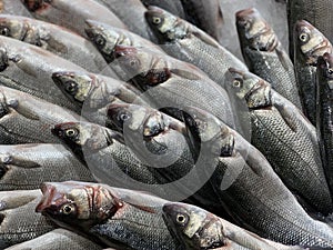 Sea basses at the fish market