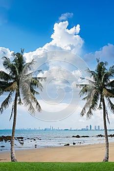 Sea beach with coconut tree in front view