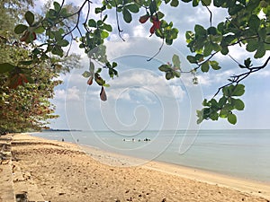 Sea beach green leaves sunlight noon