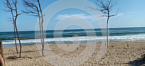 Sea beach konark trees sand