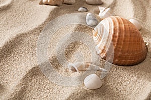 Sea beach sand and seashells background, natural seashore