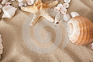 Sea beach sand and seashells background, natural seashore stones and starfish