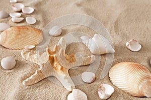 Sea beach sand and seashells background, natural seashore stones and starfish