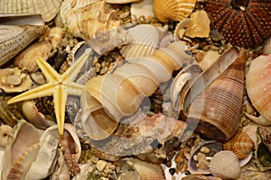 Shells star of sea