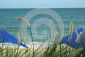 Sea Beach View through Fluffy Grass Travel Background