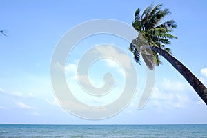 Sea Beach with water waves ,coconut tree leaves background