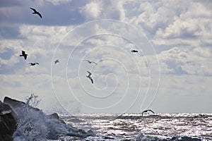 Sea. Beautiful sea sunset. Rocks, sea and seagulls flying in the clouds.