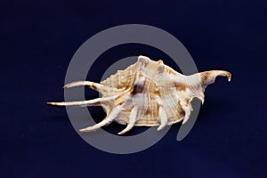 Sea beautiful unusual shell on a blue background