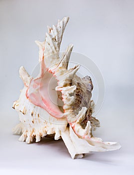 Sea beautiful unusual shell on a white background