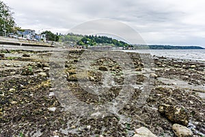 Sea Bed At Low Tide 2