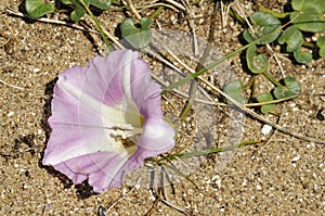 Sea Bindweed