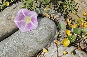 Sea Bindweed