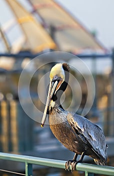 Sea bird