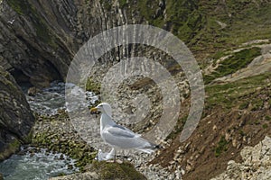 Sea bird on a cliff juristic coast Dorset photo