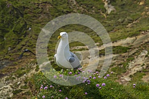 Sea bird on a cliff juristic coast Dorset photo