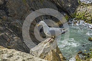 Sea bird on a cliff juristic coast Dorset photo