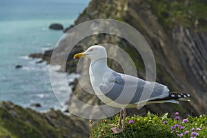 Sea bird on a cliff juristic coast Dorset photo