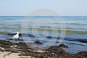 Sea bird on dirty beach