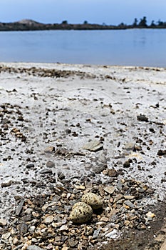 Sea bird eggs on the ground nest in the Natural Salt Flats, Spain