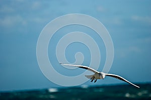 Sea bird