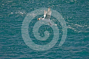 Sea bird flying with fish