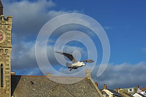 Sea bird flying over Porthlevan fishing port