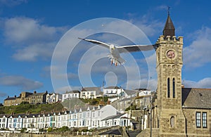 Sea bird flying over Porthlevan fishing port