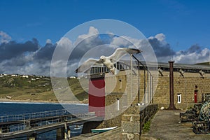 Sea bird flying over sennen cove